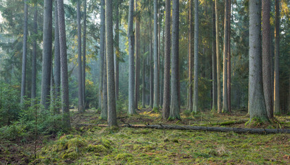 Fototapeta premium Sunbeam entering rich coniferous forest
