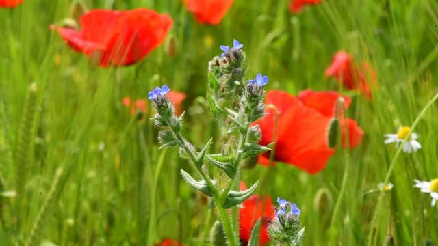 Weizenfeld mit Mohnblumen im Mai, Nahaufnahme