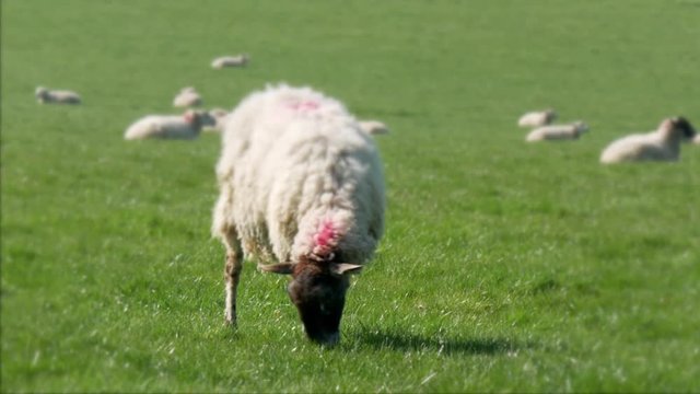 Close up of ewe grazing in farmer's field