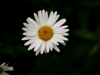 Fototapeta premium Closeup Chamomile flower on dark background, macro daisy flower ready to isolate