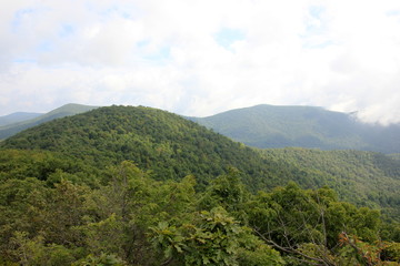 forest, appalachian trail,
