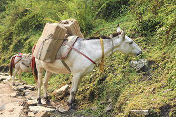 Horse caravan carry luggage and things, on the Himalaya Annapurna trekking trail in Nepal