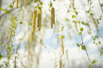 Birch catkins on a branch closeup spring. Birch bud (Alnus, Alder, Betulaceae) on a nature spring...