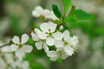 white Cherry flowers on branch tree at the springtime in sunny day