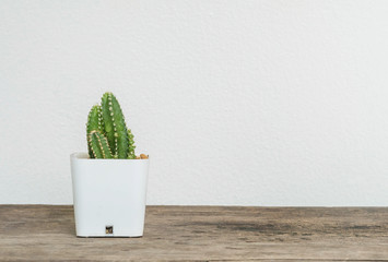 Closeup cactus in white plastic pot on blurred wood desk and white cement wall textured background with copy space