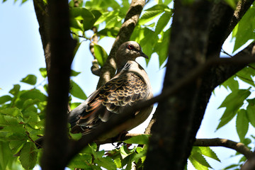 木陰で一休みする、キジ鳩