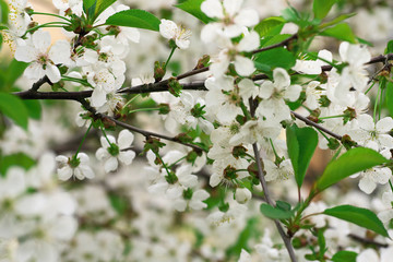 Cherry flowers on branch tree at the springtime in sunny day.