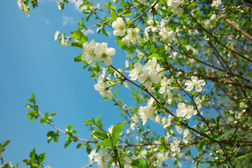 Cherry flowers on branch tree at the springtime in sunny day.