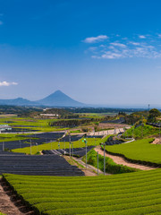 Obraz premium 知覧の茶畑と開聞岳