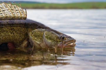 Fishing. I catch and release. Pike perch on freedom.