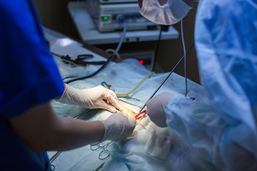 Vet doing the operation for sterilization. The cat on the operating table in a veterinary clinic....