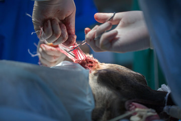 veterinarian makes surgery the dog. circumcision of the ears. the surgeon sews up the ears.