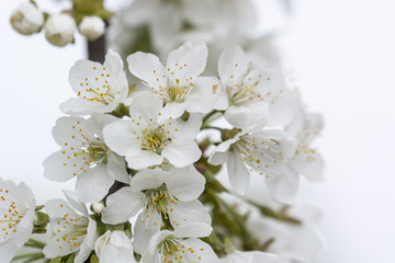 White cherry blossoms on a branch.
