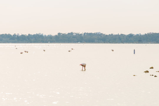 Pink flamingo standing in lake.