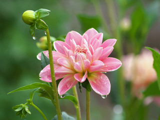 Pretty pink dahlia flower and bud with dew drops in morning, dahlia after rain