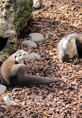 Zwergotter Aonyx cinereus