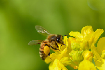 春、菜の花に遊ぶ、ミツバチ