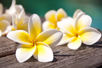 Plumera flowers on wooden floor, blue water background