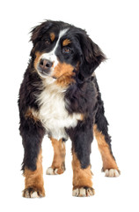 Bernese Mountain Dog on a white background