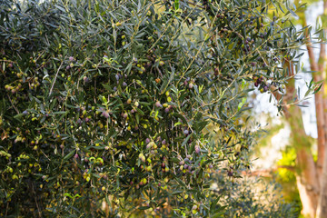 plantation of olive trees