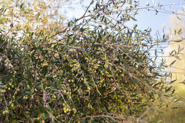 Mediterranean olive field with old olive tree ready for harvest.