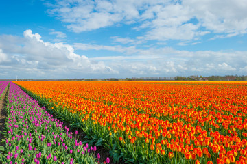 Field with tulips below a blue cloudy sky in spring