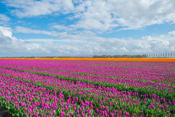 Fototapeta premium Field with tulips below a blue cloudy sky in spring