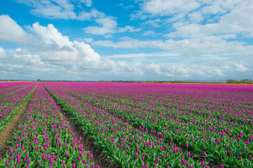 Fototapeta premium Field with tulips below a blue cloudy sky in spring