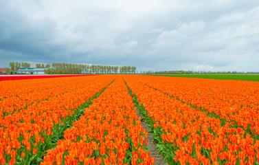 Field with tulips below a cloudy sky in spring
