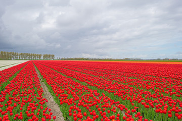 Field with tulips below a cloudy sky in spring