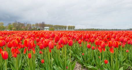 Field with tulips below a cloudy sky in spring
