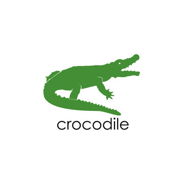 Green crocodile vector