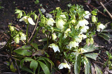 White hellebore flowers