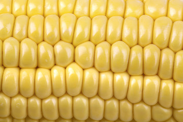 Corn on the cob
