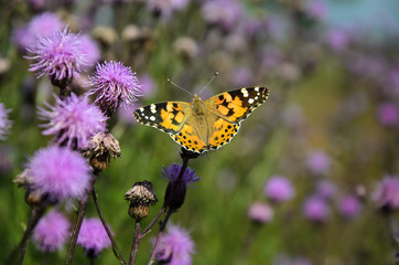 Butterfly Painted lady (Vanessa cardui) on thistle blooming flower,copy space.