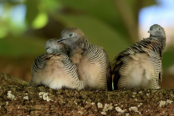 海外の野鳥、ショウジョウバトの親子