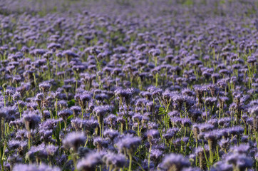 Obraz premium Purple flowers of lacy phacelia (Phacelia tanacetifolia)- an organic fertilizer.