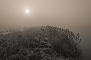 Fish ponds with reeds in morning. Foggy sunrise, copy space.