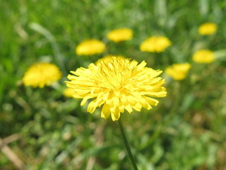 flores amarillas