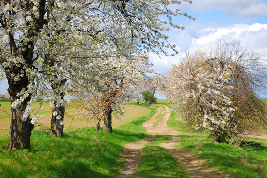 Path in the Countyside in Springtime