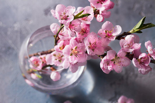Fototapeta pink cherry blossom twigs bunch on gray background