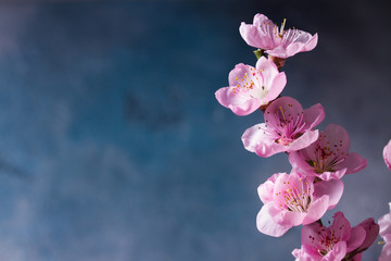 pink cherry blossom on gray and blue background