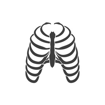 Human ribs vector