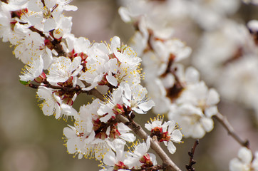 Flowering apricot, sunny day, close-up