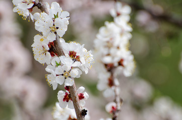 Flowering apricot, sunny day, close-up