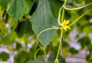 Yellow blossom and a tiny cucumber in a greenhouse