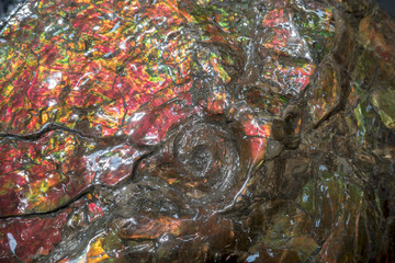 
Ammolite fossil on stone background - detail.