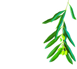 Olive branch with leaves and fruit isolated on white background