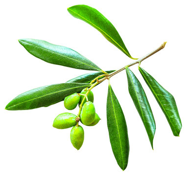 Olive branch with leaves and fruit isolated on white background