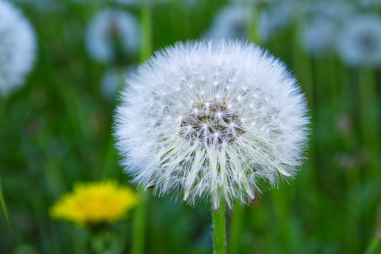 Fototapeta soffione del tarassaco o taraxacum officinale fiore ed infruttescenza soffione